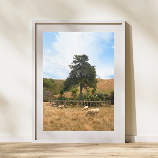 New Zealand Farm Sheep